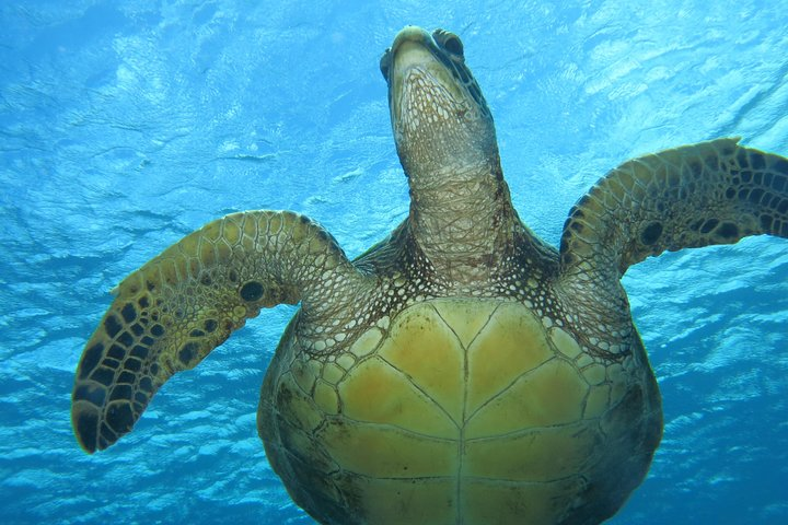 Get a close up glimpse of Hawaiian Turtles on your dive!